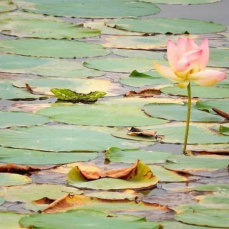 Le Lune فندق مبيت وإفطار