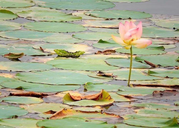 Le Lune Oda ve Kahvaltı